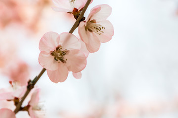 Close-up of pink peach flowers 