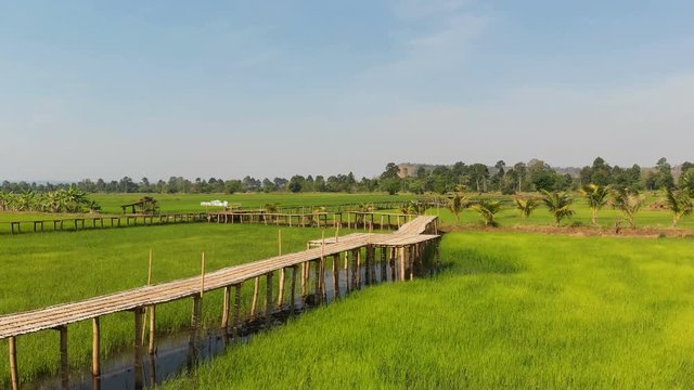 Drone shot aerial view scenic landscape of vitage and old bamboo bridge in the fresh and nature rice field, The old contryside
