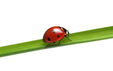 Fototapeta premium Ladybug on grass