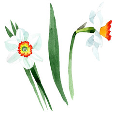 White narcissus floral botanical flower. Watercolor background set. Isolated narcissus illustration element.
