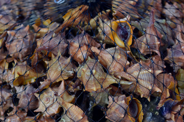 fresh seafood catch, seashells in the net