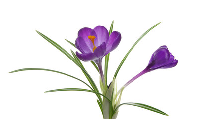 Spring flowers on white