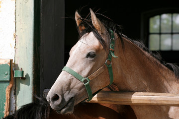 Curious grey colored horse posing for cameras at stable door