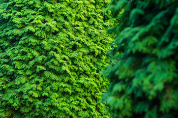 Thuja Coniferous Plant Texture. Green Floral Blank Background