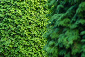 Thuja Coniferous Plant Texture. Green Floral Blank Background