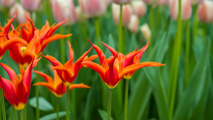 Obraz premium Tulpen - Frühlingsblumen