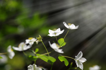field of spring flowers