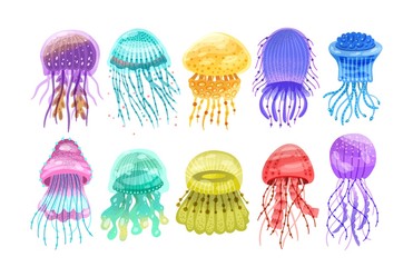 Collection of gorgeous marine animals - jellyfish isolated on white background. Bundle of or sea jellies of various types. Ocean fauna, aquatic creatures. Flat cartoon colorful vector illustration. © Good Studio