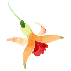 Fototapeta premium Orange fuchsia floral botanical flower. Watercolor background illustration set. Isolated fuchsia illustration element.