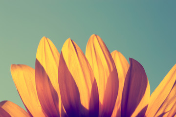 Sunflower in sunset - 257443801