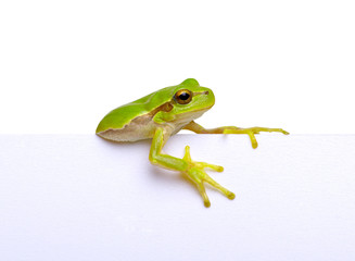 Green frog and text message.