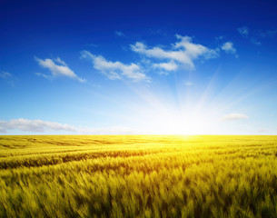 Fototapeta na wymiar Wheat field and sun