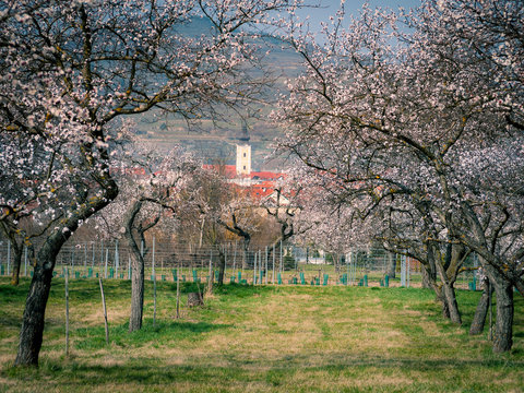 Marillenbl&uuml;te bei Mautern an der Donau in der Wachau
