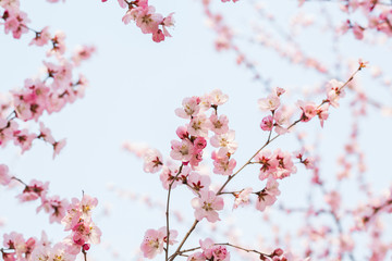 Peach flowers blossom in spring. Peach blossom.