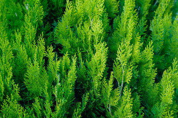 Thuja Coniferous Plant Texture. Green Floral Blank Background