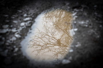 dreamy reflection of branches in water puddles on forest path