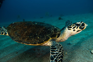 Obraz premium Hawksbill sea turtle in the Red Sea, dahab, blue lagoon sinai