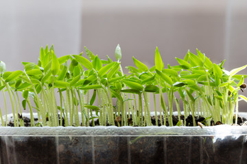 Small seedlings of lettuce growing in cultivation tray