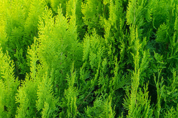Thuja Coniferous Plant Texture. Green Floral Blank Background