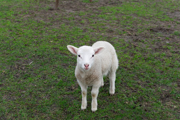 Obraz premium It's spring! Young lambs playing in the Meadow, one looks right in the camera