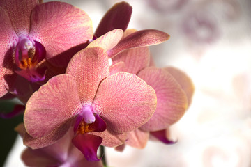 Fototapeta na wymiar Pink orchid inflorescence with copy space and selective focus. Spa and Wellness flowers style. Flowers pink orchids on a gentle pink background with selective focus.