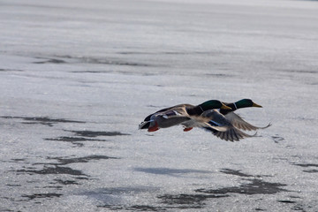enten im flug