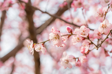Peach flowers blossom in spring. Peach blossom.