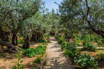 Fototapeta na wymiar The ancient and well-kept Garden of Gethsemane