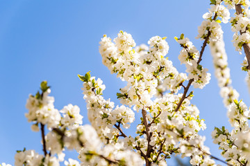 Beautiful white apple blossom in spring time over blue sky