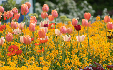 Insel Mainau im Frühling: buntes Blumenbeet mit Tulpen und Mohn - gelb, orange, rot