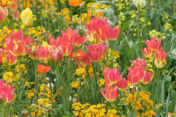 Fototapeta premium Insel Mainau im Frühling: buntes Blumenbeet mit Tulpen und Mohn - gelb, orange, rot