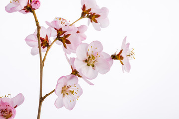 Peach blossom flowers. Indoor, studio shot