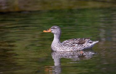 Wild duck swimming on a water