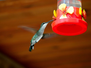 A hummingbird feeds in Cuesta Blanca, Cordoba, Argentina.
