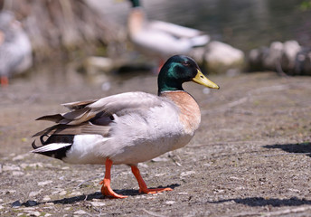 Naklejka na ściany i meble Wild duck on a lake beach