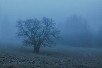 baum im nebel