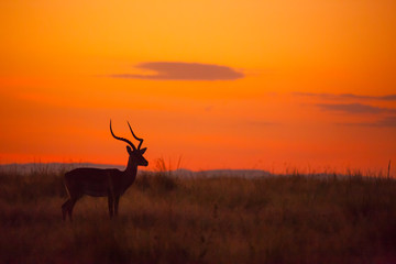 Male Impala, Aepyceros melampus, silhouetted at sunrise