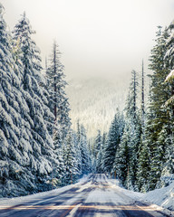 winter road travel hemlock Forest pine trees frozen call winter travel explore Oregon West coast Snow mountain