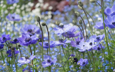 Blau-violette Garten-Anemone (anemone coronaria)