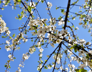 branch of a tree in spring