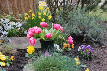 Blumenstrauß mit rosa Tulpen auf einem Grab im Frühling auf dem Friedhof
