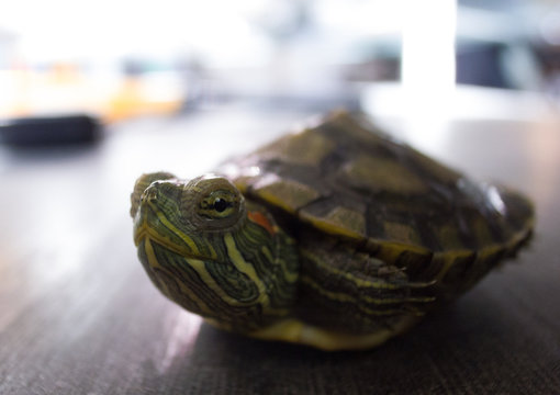 テラピン水陸両用車 Images Browse 231 Stock Photos, Vectors, and Video Adobe