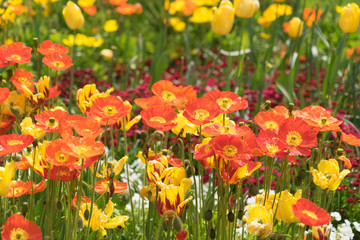 Naklejka premium Insel Mainau im Frühling: buntes Blumenbeet mit Tulpen und Mohn - gelb, orange, rot