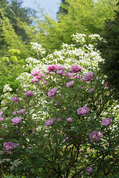 Rosa und wei&szlig; bl&uuml;hende P&auml;onien im Staudengarten