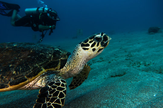 Hawksbill sea turtle in the Red Sea, dahab, blue lagoon sinai © yeshaya