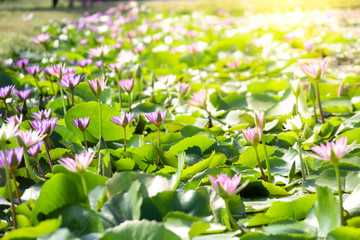 Obraz na płótnie Canvas Purple water lily or lotus with green leaf on surface of water in pond. Side view and peace concept.Image.