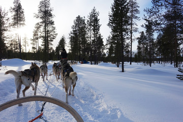 Finland; Husky's running in Lapland