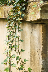 Ivy on Gray Concrete Plaster Wall. Blank Background