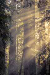 Travel explore Forest Redwood sunlight missed morning red Oak