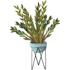 Indoor plant watercolor illustration. Home plants, ZZ Plant (Zamioculcas) in a pot.
